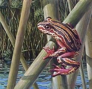 Listen for the painted reed frogâ€™s whistle 
