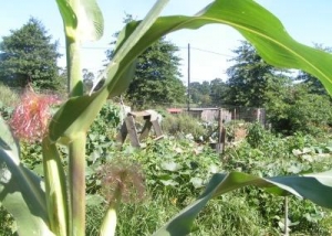 Permaculture Feeds The Planet