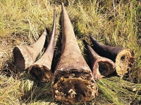 At least 635 rhinos down this year