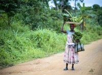 Forests and Food in Africa
