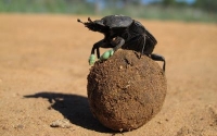 Beetle boots earn Wits professor an Ig Nobel Prize