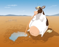 Are cows drinking Australia dry?