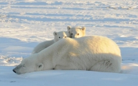 Arctic ice melt linked to extreme weather conditions