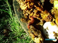 Time to start a compost heap