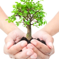 Plant a tree this arbor month