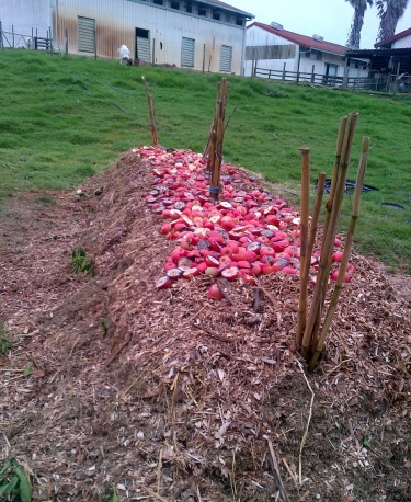 Wanted: participants for compost project