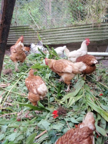 Herbs for healthy chickens