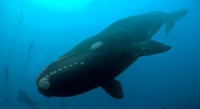 Where have the right whales gone?