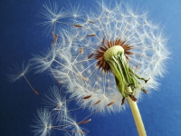 Wild About Weeds Part 3: Dandelion
