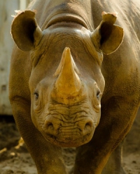 Poachers kill rhino in brazen attack