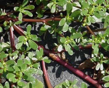 Wild about Weeds Part 4: Purslane