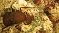 Biofuel Mimicry: learning from nature