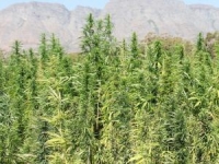 R15m hemp project goes to seed