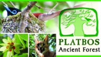 Platbos Ancient Forest