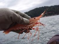 Scientists say West Coast fish is safe, for now