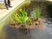 Build your own floating island for a natural pool