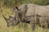 Mozambique’s Chissano starts campaign to end poaching