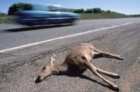 Addressing transport's impact on wildlife
