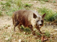 Brown hyaenas spotted in suburbia 
