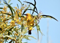 Cape Flats home to 22 million birds