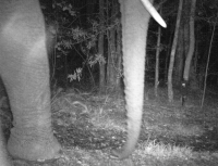 Wild Knysna elephant caught on camera