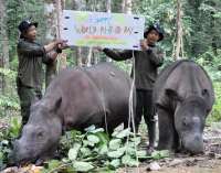 How was 2013 for Asian Rhinos?