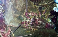 Crayfish under threat from poachers 